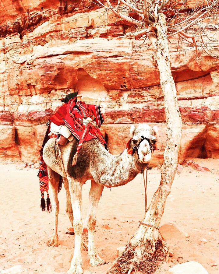 Wadi Rum Light Camp Экстерьер фото